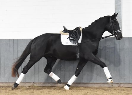 Hanoverian, Gelding, 3 years, 16,2 hh, Black