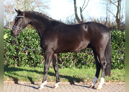 Hanoverian, Gelding, 3 years, 16,2 hh, Black