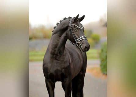 Hanoverian, Gelding, 3 years, 16.2 hh, Black