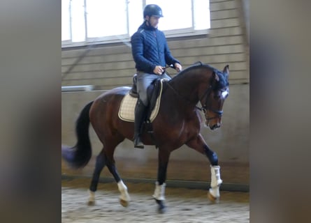 Hanoverian, Gelding, 3 years, 16.2 hh, Brown
