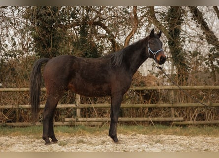 Hanoverian, Gelding, 3 years, 16,2 hh, Brown