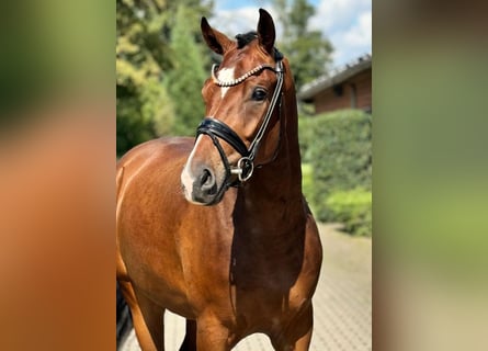 Hanoverian, Gelding, 3 years, 16,2 hh, Brown