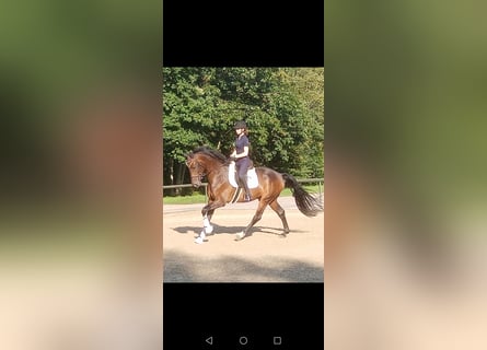 Hanoverian, Gelding, 3 years, 16,2 hh, Brown