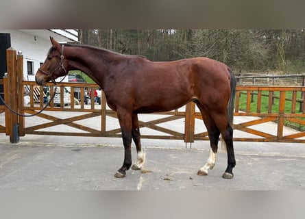 Hannoveraner, Wallach, 3 Jahre, 16,2 hh, Brauner