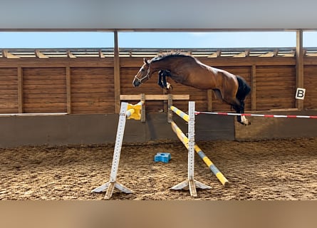 Hanoverian, Gelding, 3 years, 16.2 hh, Brown