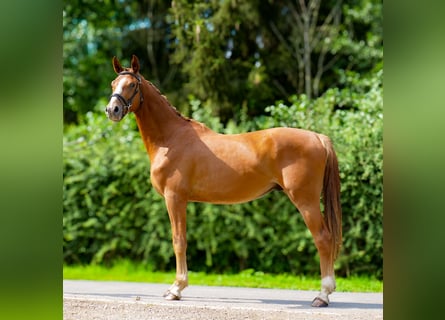 Hanoverian, Gelding, 3 years, 16,2 hh, Chestnut