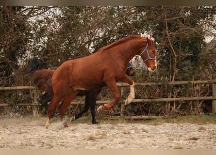 Hanoverian, Gelding, 3 years, 16,2 hh, Chestnut-Red