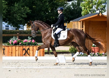 Hanoverian, Gelding, 3 years, 16,2 hh, Chestnut-Red