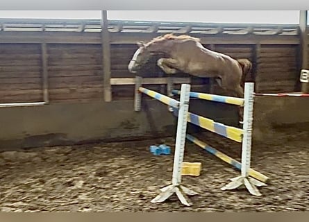 Hanoverian, Gelding, 3 years, 16.2 hh, Chestnut-Red