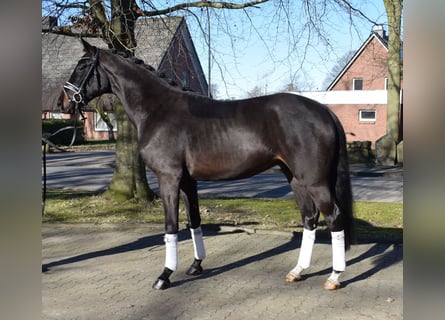 Hanoverian, Gelding, 3 years, 16,2 hh, Smoky-Black