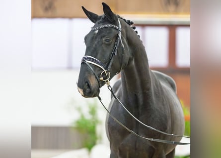 Hanoverian, Gelding, 3 years, 16,2 hh, Smoky-Black