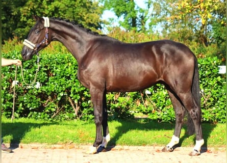 Hanoverian, Gelding, 3 years, 16,3 hh, Black