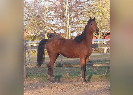 Hanoverian, Gelding, 3 years, 16.3 hh, Brown