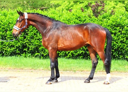 Hanoverian, Gelding, 3 years, 16,3 hh, Brown