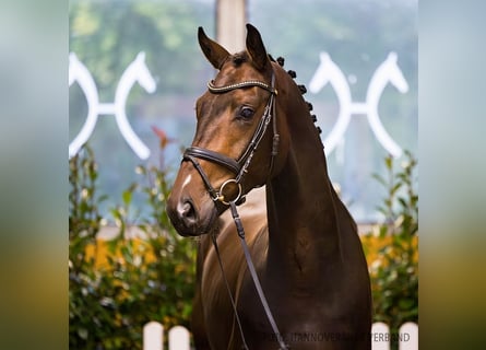 Hanoverian, Gelding, 3 years, 16,3 hh, Brown