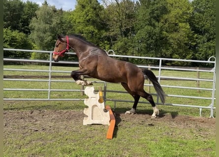 Hanoverian Mix, Gelding, 3 years, 16 hh, Bay-Dark