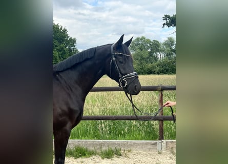 Hanoverian, Gelding, 3 years, 16 hh, Black