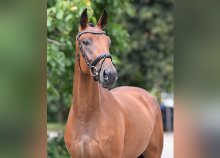 Hanoverian, Gelding, 3 years, 16 hh, Brown