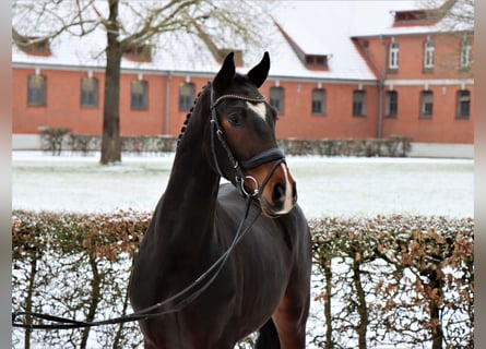 Hanoverian, Gelding, 3 years, 16 hh, Brown