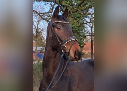 Hanoverian, Gelding, 3 years, 16 hh, Brown