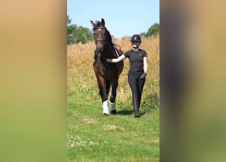 Hanoverian, Gelding, 3 years, 16 hh, Brown