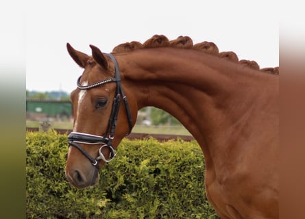 Hanoverian, Gelding, 3 years, 16 hh, Chestnut-Red
