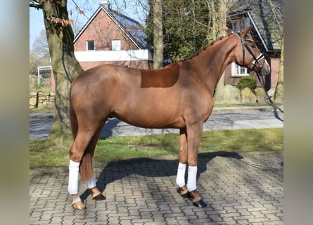 Hanoverian, Gelding, 3 years, 16 hh, Chestnut-Red