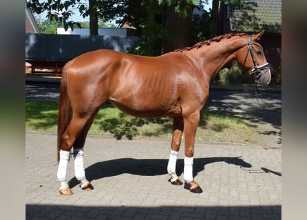 Hanoverian, Gelding, 3 years, 16 hh, Chestnut-Red