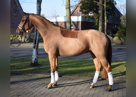 Hanoverian, Gelding, 3 years, 16 hh, Chestnut-Red