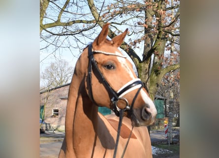 Hanoverian, Gelding, 3 years, 16 hh, Chestnut-Red