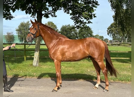 Hanoverian, Gelding, 3 years, 16 hh, Chestnut-Red