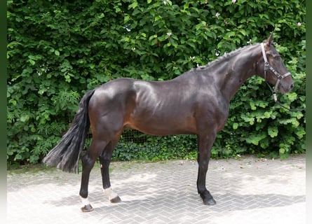 Hanoverian, Gelding, 3 years, 16 hh