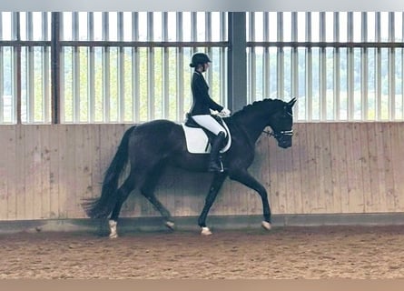 Hanoverian, Gelding, 3 years, 16 hh, Smoky-Black
