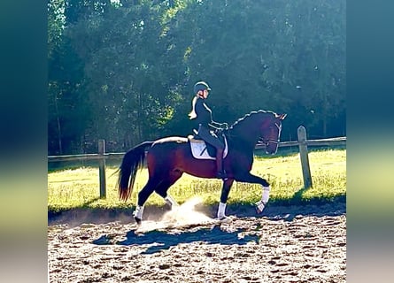 Hanoverian, Gelding, 3 years, 16,1 hh, Bay-Dark