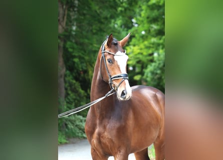 Hanoverian, Gelding, 3 years, 16,1 hh, Bay-Dark