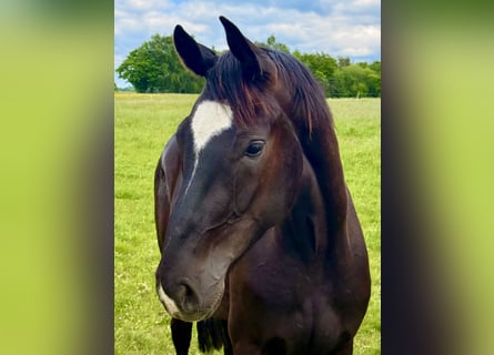 Hanoverian, Gelding, 3 years, 16,1 hh, Black