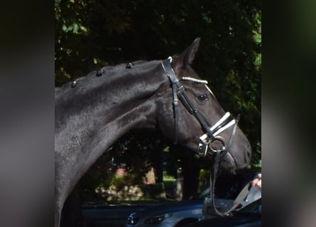 Hanoverian, Gelding, 3 years, 16,1 hh, Black