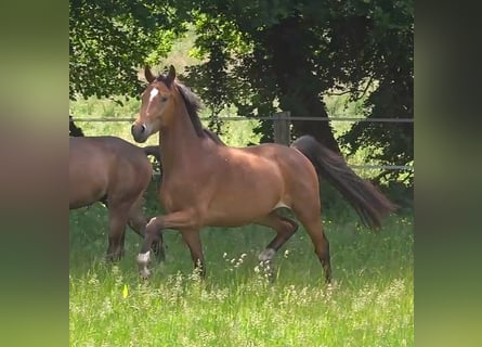 Hanoverian, Gelding, 3 years, 16,1 hh, Brown