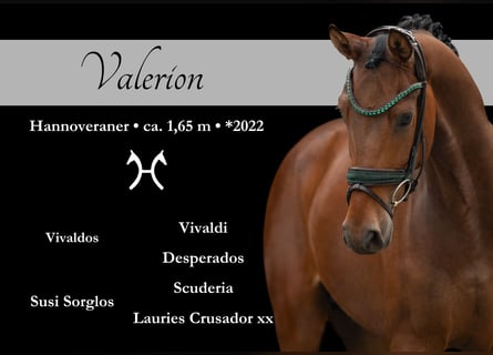 Hanoverian, Gelding, 3 years, 16,1 hh, Brown