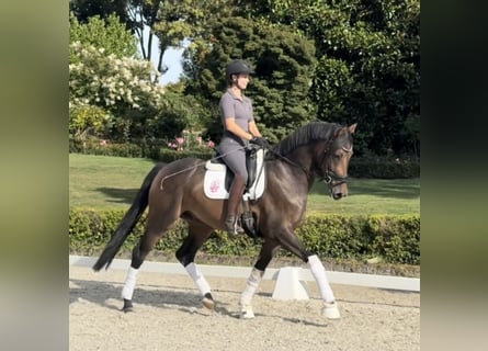 Hanoverian, Gelding, 3 years, 16,1 hh, Brown