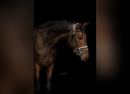 Hanoverian, Gelding, 3 years, 16,1 hh, Brown