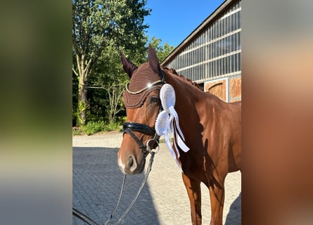 Hanoverian, Gelding, 3 years, 16,1 hh, Chestnut-Red