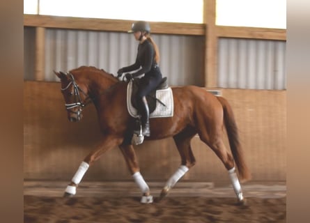Hanoverian, Gelding, 3 years, 16,1 hh, Chestnut-Red