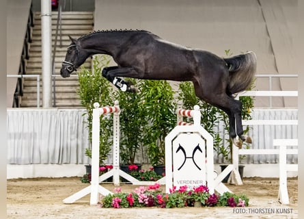 Hanoverian, Gelding, 3 years, 16,1 hh, Grey