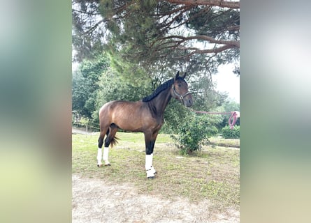Hanoverian, Gelding, 3 years, 16,2 hh, Bay-Dark