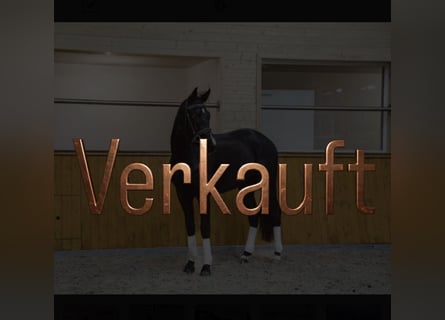 Hanoverian, Gelding, 3 years, 16,2 hh, Black