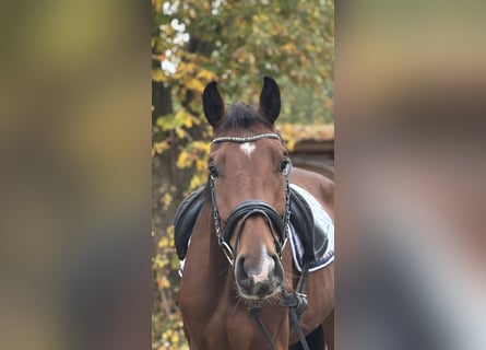 Hanoverian, Gelding, 3 years, 16,2 hh, Brown