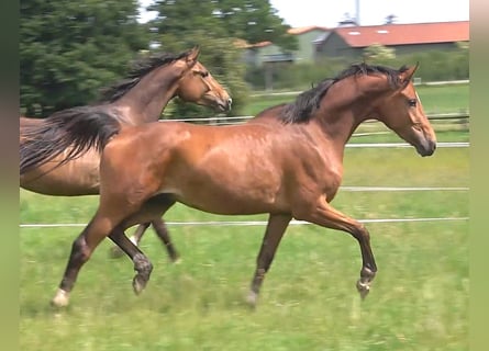 Hanoverian, Gelding, 3 years, 16,2 hh, Brown