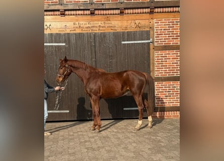 Hanoverian, Gelding, 3 years, 16,2 hh, Chestnut