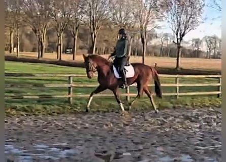 Hanoverian, Gelding, 3 years, 16,2 hh, Chestnut-Red